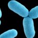Le proteine ​​di membrana di batteri e umani mostrano sorprendenti somiglianze: ricerca:
