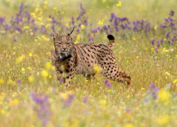 In Spagna, la lince iberica è sull'orlo dell'estinzione
