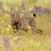 In Spagna, la lince iberica è sull'orlo dell'estinzione