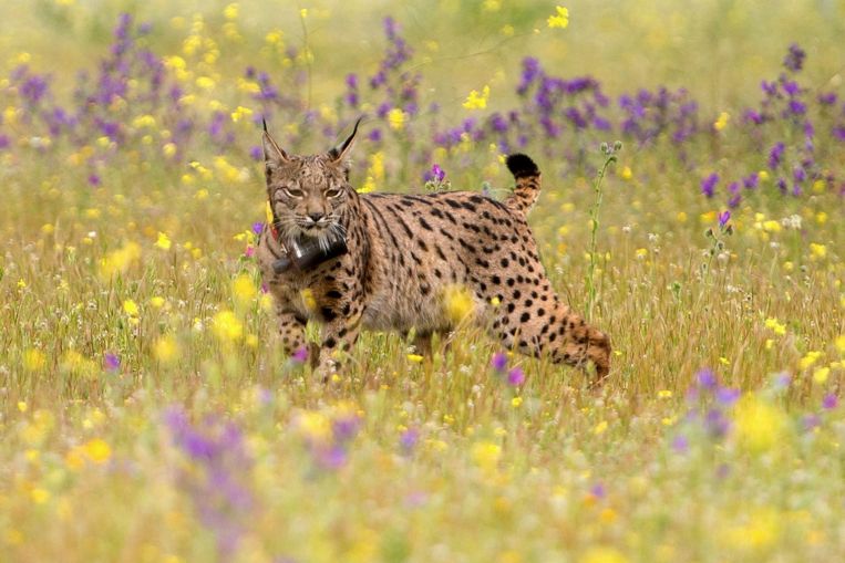 In Spagna, la lince iberica è sull'orlo dell'estinzione