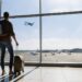 L'India esorta i paesi stranieri ad allentare le restrizioni ai viaggi man mano che la situazione di COVID migliora