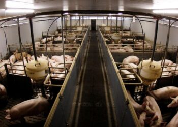 La Germania ha il primo caso di peste suina africana nei suini d'allevamento