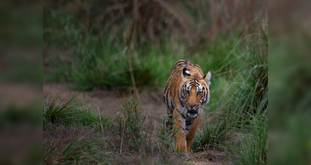 Le riserve di tigri in Madhya Pradesh rimarranno chiuse per 3 mesi