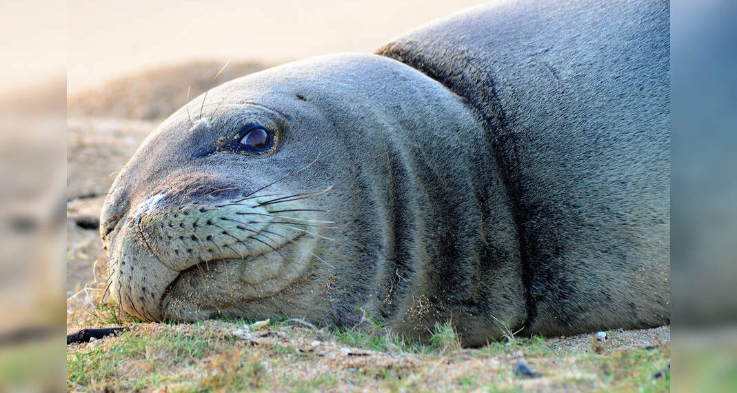 Coppia affronta il calore dopo aver toccato la foca monaca hawaiana in via di estinzione