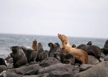Dopo i ritardi, l'accordo delle Nazioni Unite sulla biodiversità previsto per il prossimo anno