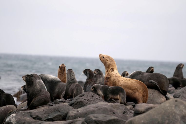 Dopo i ritardi, l'accordo delle Nazioni Unite sulla biodiversità previsto per il prossimo anno