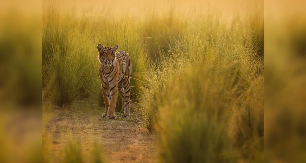 Giornata internazionale della tigre: il primo ministro Modi si impegna a fornire un habitat sicuro e condivide le statistiche