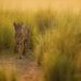 Giornata internazionale della tigre: il primo ministro Modi si impegna a fornire un habitat sicuro e condivide le statistiche