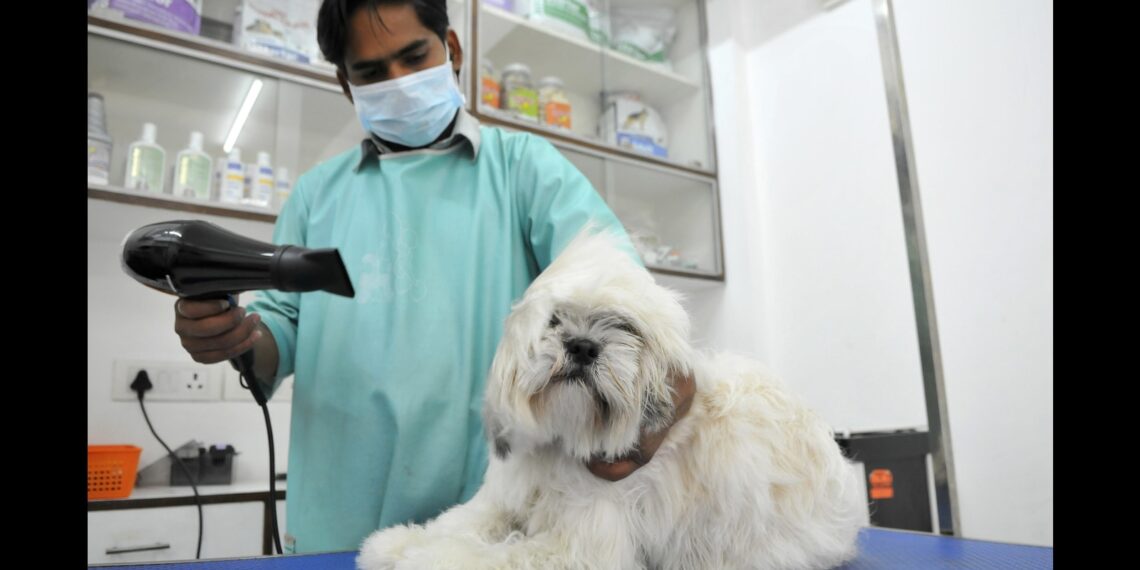 Giornata pelosa: i genitori di animali domestici trattano gli amici affettuosi alla spa e alla doccia TLC