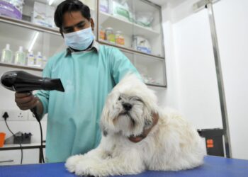 Giornata pelosa: i genitori di animali domestici trattano gli amici affettuosi alla spa e alla doccia TLC