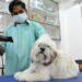 Giornata pelosa: i genitori di animali domestici trattano gli amici affettuosi alla spa e alla doccia TLC