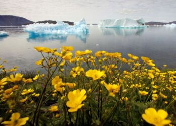 La pioggia cade sul picco di ghiaccio della Groenlandia per la prima volta in assoluto