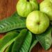 Abbandona i prodotti a base chimica e adotta questo siero per capelli alle foglie di guava fai-da-te