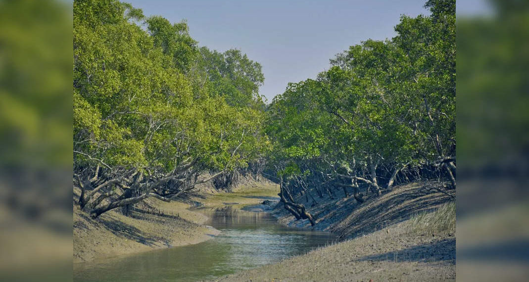 Bengala occidentale: Sunderbans riaprirà il 1° ottobre