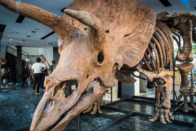 'Big John', il più grande triceratopo conosciuto, va sotto il martello
