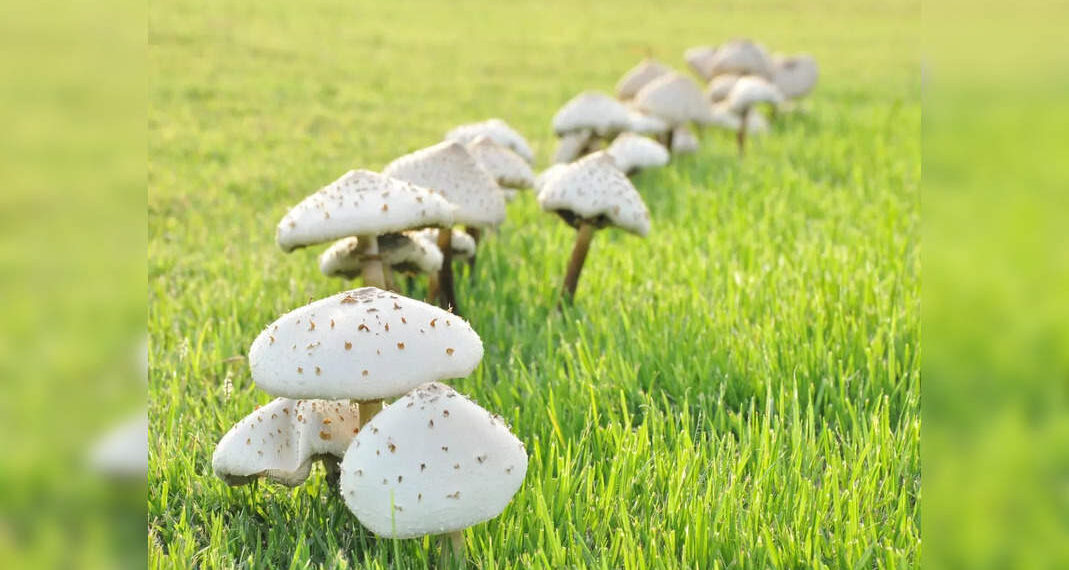 Colorado Mushroom Festival: una sorta di festa!