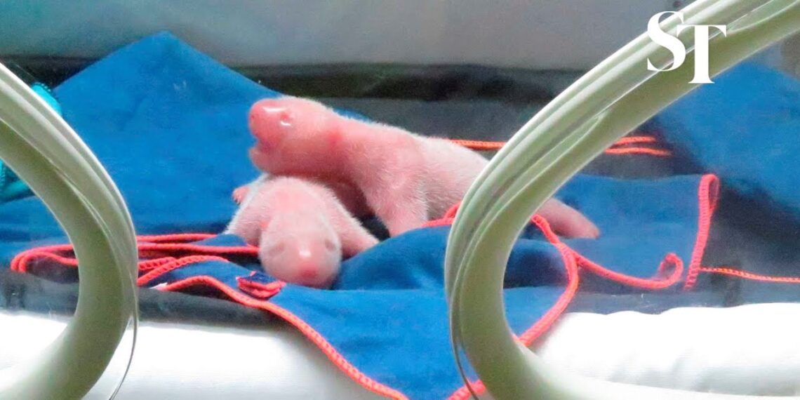 Cuccioli gemelli di panda giganti nati a Madrid "buoni, sani"