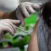 Effetti collaterali di Pfizer Jab in 12-15 anni ad alto rischio di complicanze Covid: studio