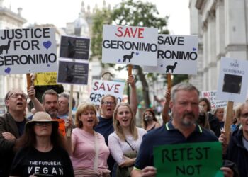 Geronimo l'alpaca sacrificato in Gran Bretagna nonostante le proteste pubbliche
