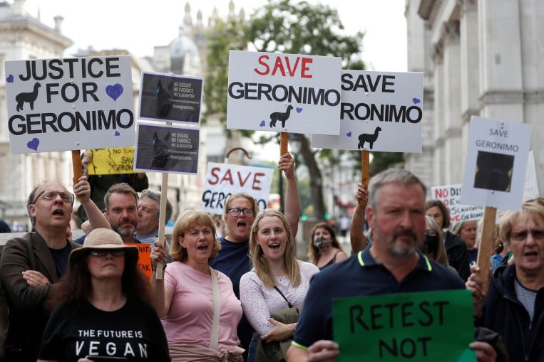 Geronimo l'alpaca sacrificato in Gran Bretagna nonostante le proteste pubbliche