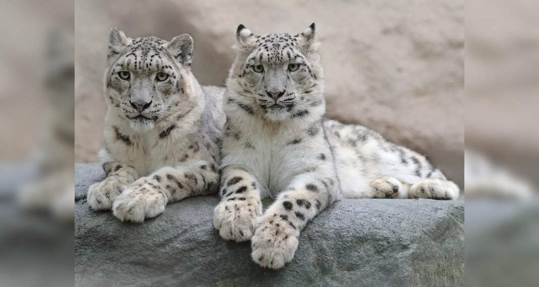 Incontra l'uccello e l'animale di stato del Ladakh, la gru dal collo nero e il leopardo delle nevi