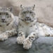 Incontra l'uccello e l'animale di stato del Ladakh, la gru dal collo nero e il leopardo delle nevi