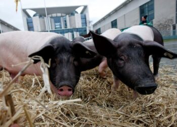 L'UE revoca il divieto di alimentazione degli animali per alcuni allevamenti