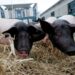 L'UE revoca il divieto di alimentazione degli animali per alcuni allevamenti