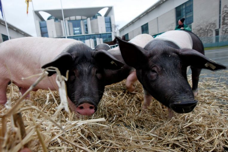 L'UE revoca il divieto di alimentazione degli animali per alcuni allevamenti