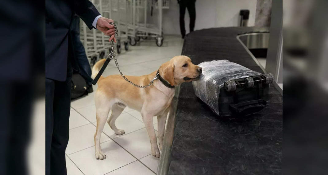 L'aeroporto internazionale di Miami utilizzerà cani da fiuto per rilevare il coronavirus