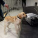 L'aeroporto internazionale di Miami utilizzerà cani da fiuto per rilevare il coronavirus