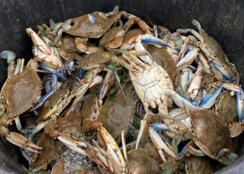 Nel Mediterraneo francese, l'invasivo granchio blu provoca il caos sui molluschi locali