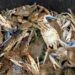 Nel Mediterraneo francese, l'invasivo granchio blu provoca il caos sui molluschi locali
