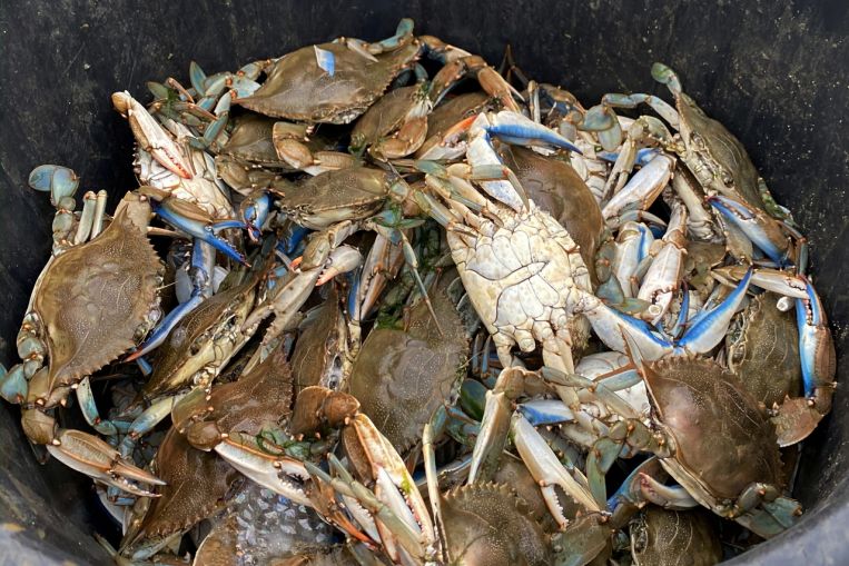 Nel Mediterraneo francese, l'invasivo granchio blu provoca il caos sui molluschi locali