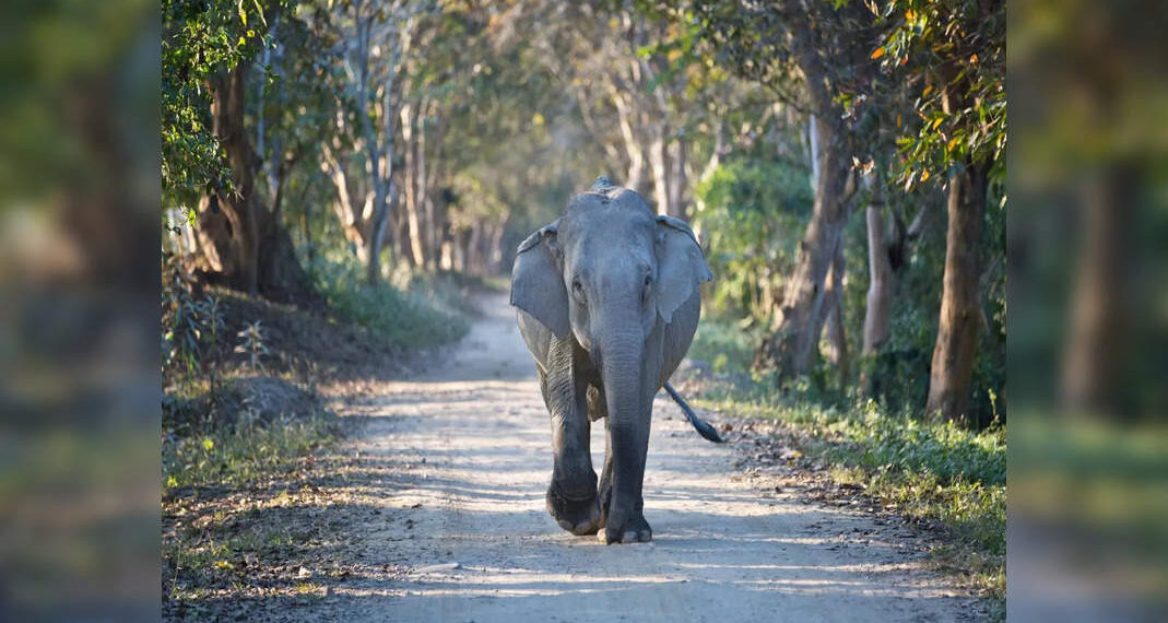 Parco nazionale di Kaziranga allagato; Assam emette consigli di viaggio