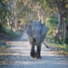 Parco nazionale di Kaziranga allagato; Assam emette consigli di viaggio
