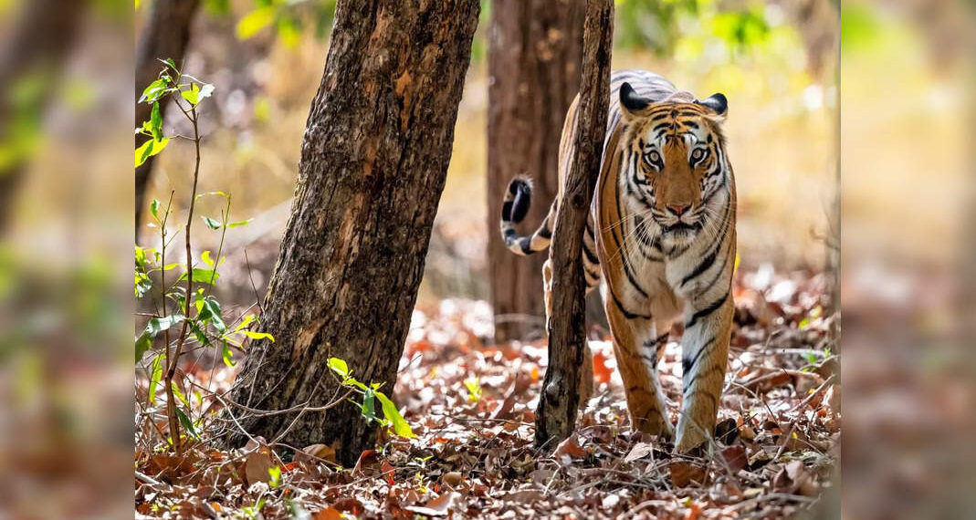 Uttarakhand: la riserva della tigre di Rajaji rimarrà aperta per i safari durante tutto l'anno