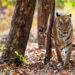 Uttarakhand: la riserva della tigre di Rajaji rimarrà aperta per i safari durante tutto l'anno