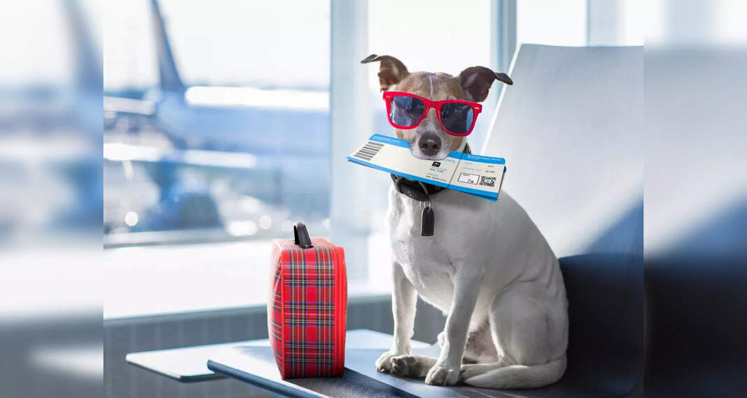 Viaggia con stile: l'uomo riserva l'intera cabina Air India Business Class per viaggiare con il suo cane!