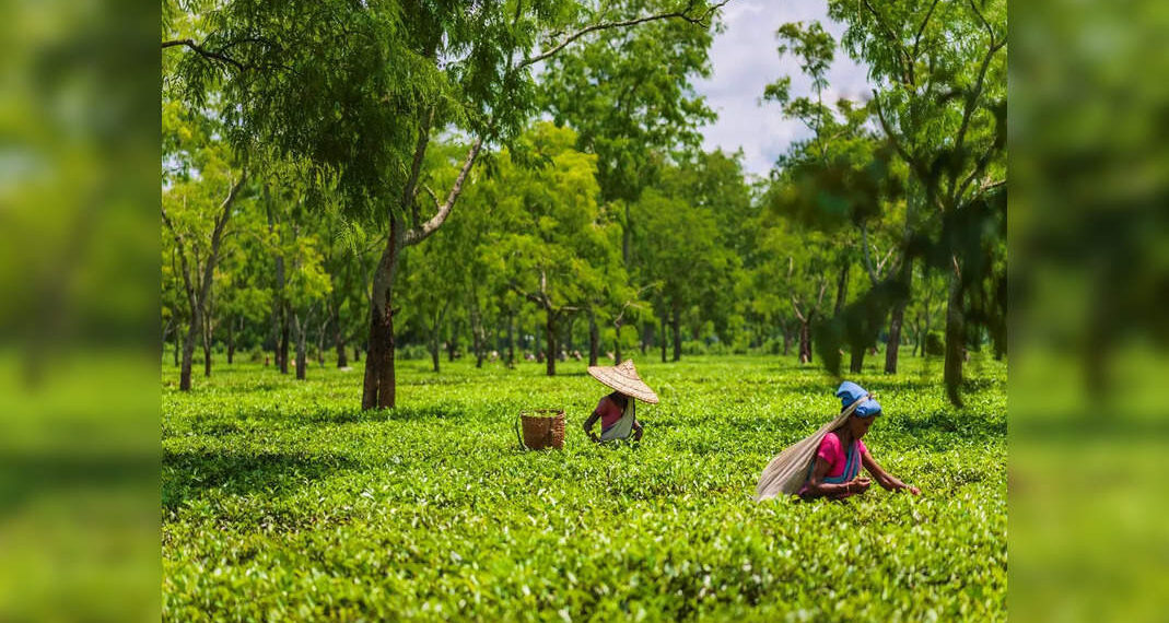 Assam eliminerà le restrizioni relative al COVID dal 1° novembre