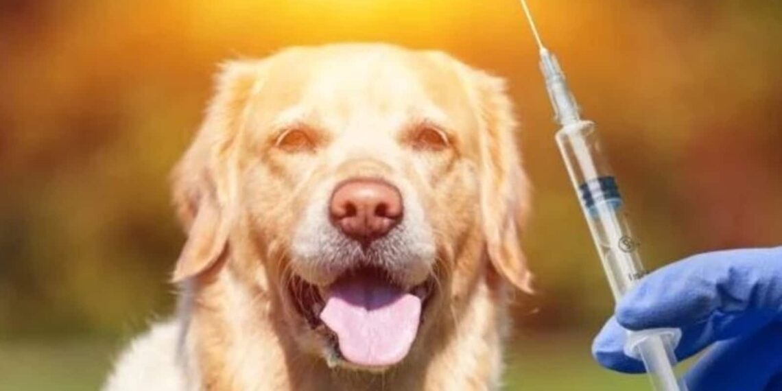 Giornata mondiale della rabbia: tratta un morso di cane con questi consigli di primo soccorso