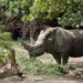Il rinoceronte bianco più vecchio del mondo muore allo zoo italiano a 54 anni