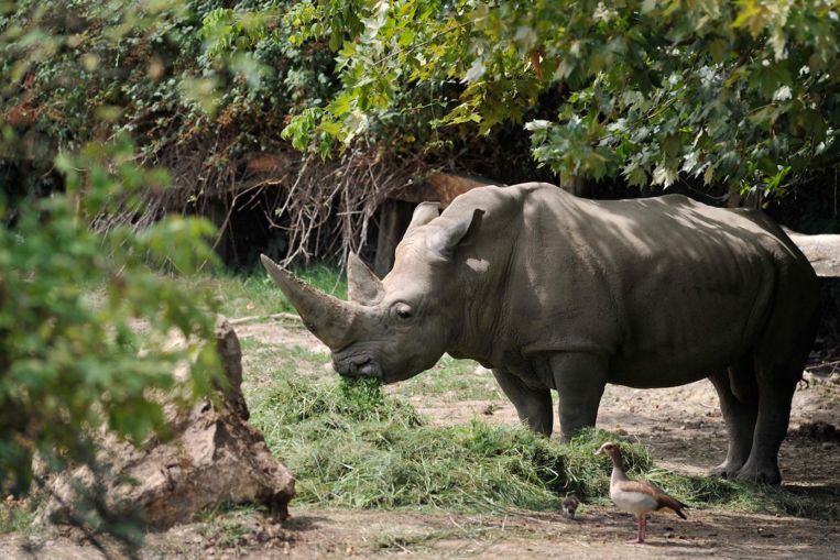 Il rinoceronte bianco più vecchio del mondo muore allo zoo italiano a 54 anni