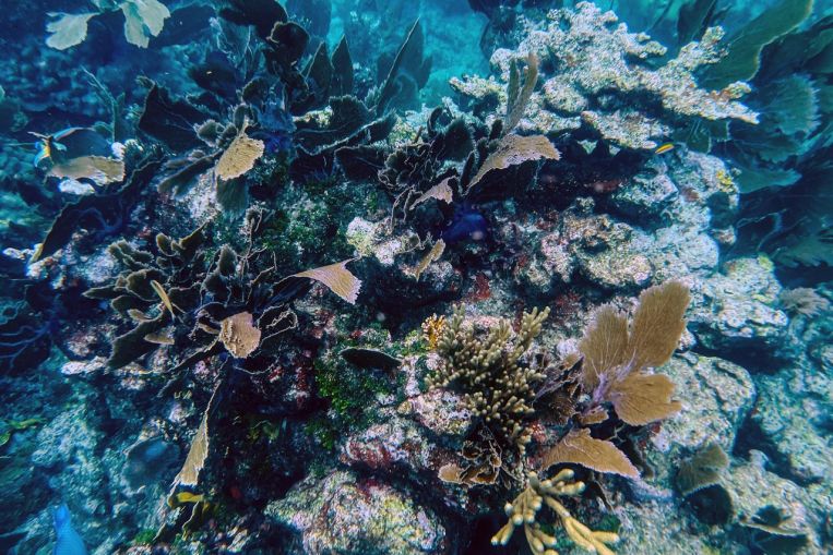 Il riscaldamento globale ha ucciso il 14% dei coralli del mondo in un decennio