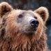 Il cacciatore francese uccide l'orso che lo ha morso