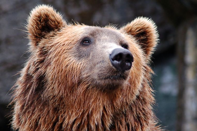Il cacciatore francese uccide l'orso che lo ha morso