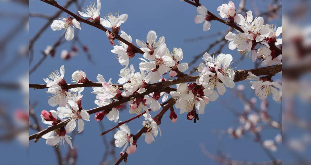 Il Ladakh ospiterà il Damasco Blossom Festival ad aprile