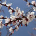 Il Ladakh ospiterà il Damasco Blossom Festival ad aprile
