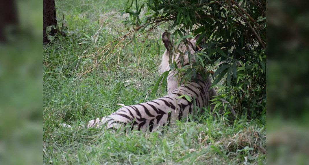 Lo zoo di Delhi è pronto per l'apertura dal 1 marzo