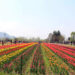 Il più grande giardino di tulipani dell'Asia riapre a Srinagar